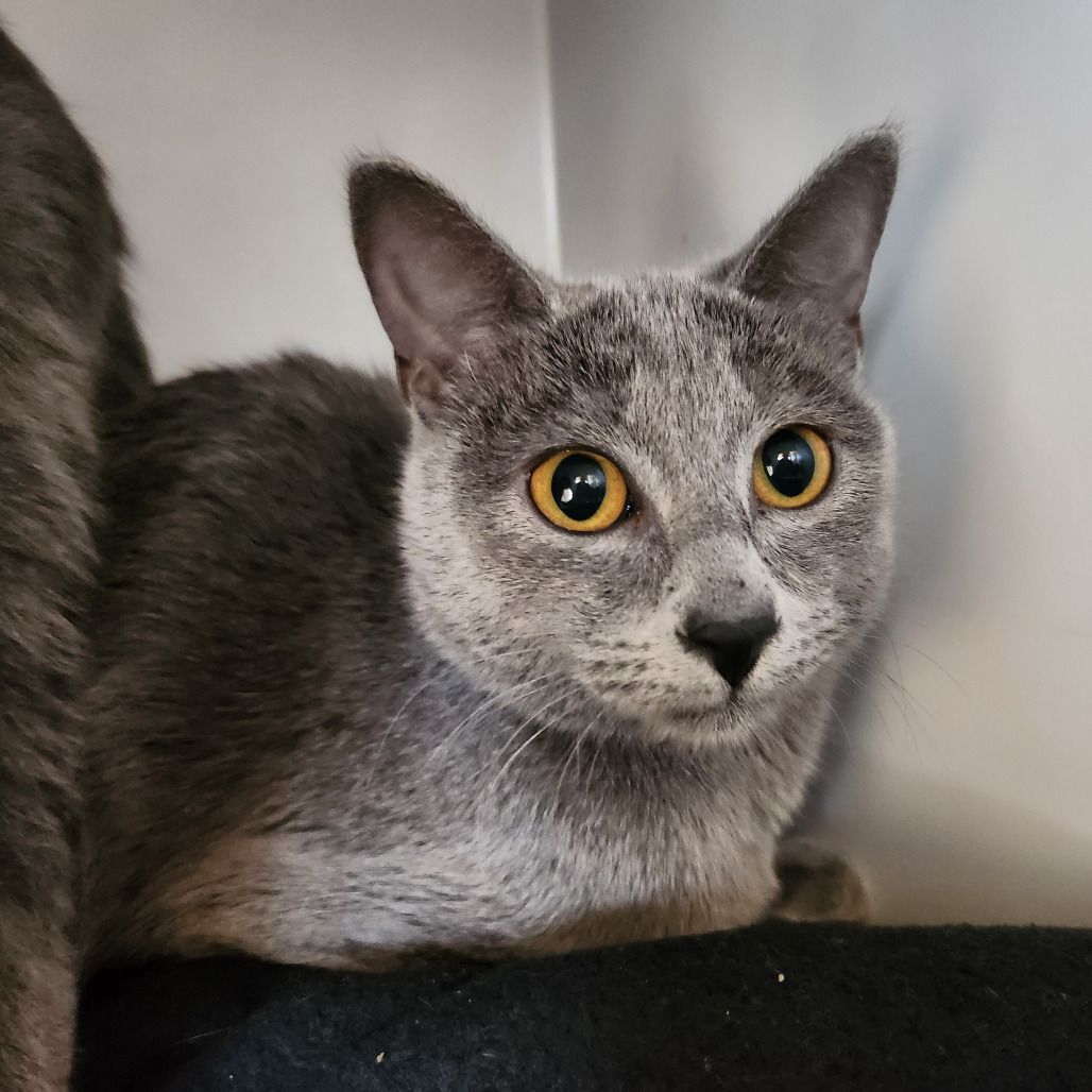 Hello my name is Atlanta