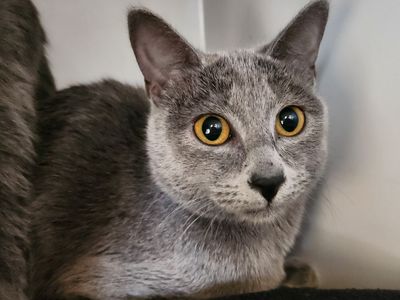 Hello my name is Atlanta