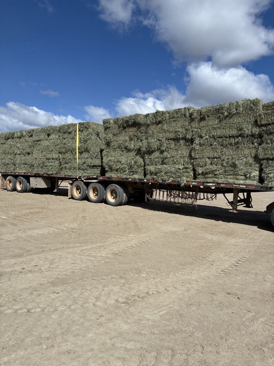Alfalfa Hay Bales