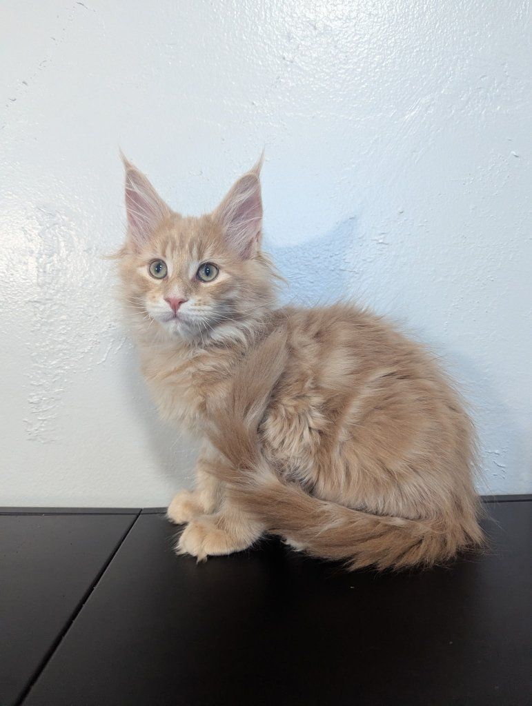 Pure bred Registered Maine Coon Kittens