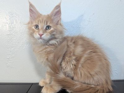 Pure bred Registered Maine Coon Kittens