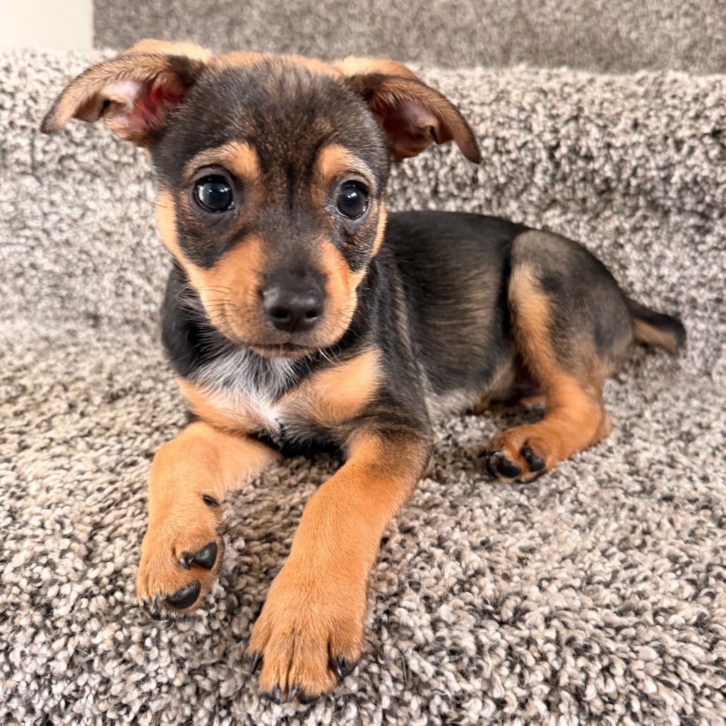 Hello my name is Rio
