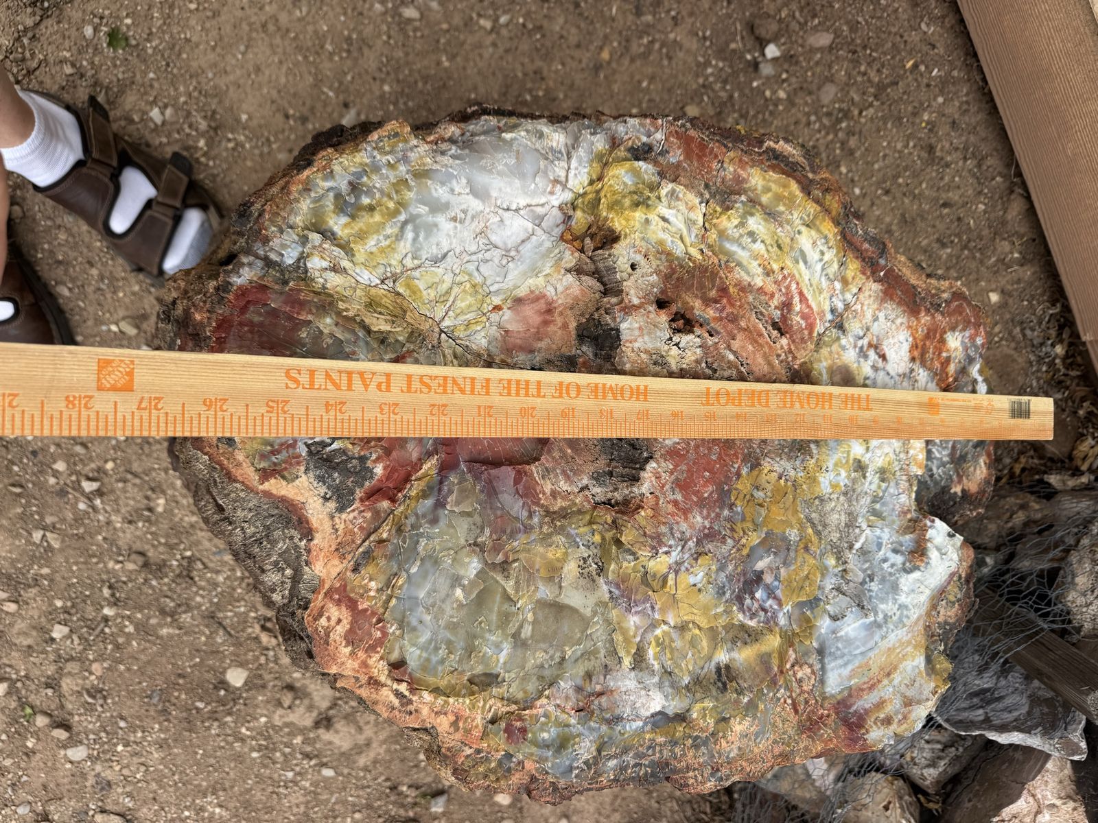 Petrified wood, Arizona rainbow
