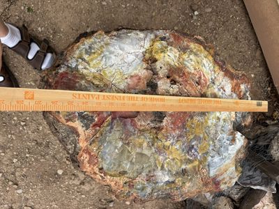 Petrified wood, Arizona rainbow