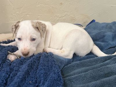 Blue/green eyed puppies for sale