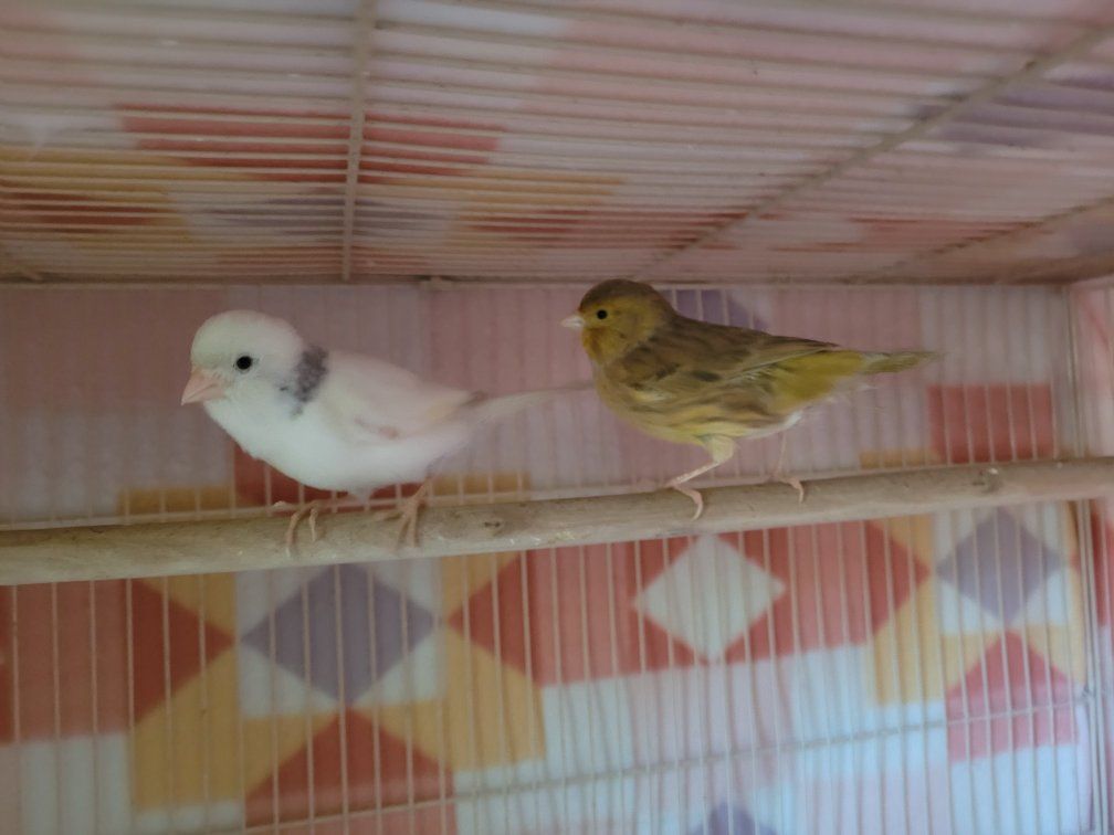 se vende pareja de canarios con todo y jaula a 250dls