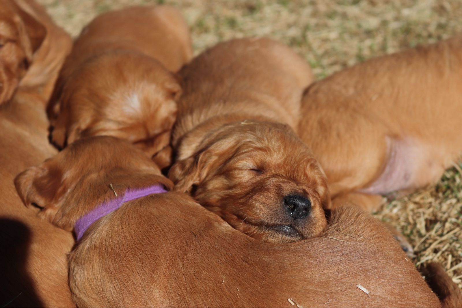 AKC Dark Red Field-Bred Golden Retrievers