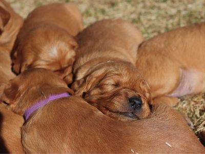 AKC Dark Red Field-Bred Golden Retrievers