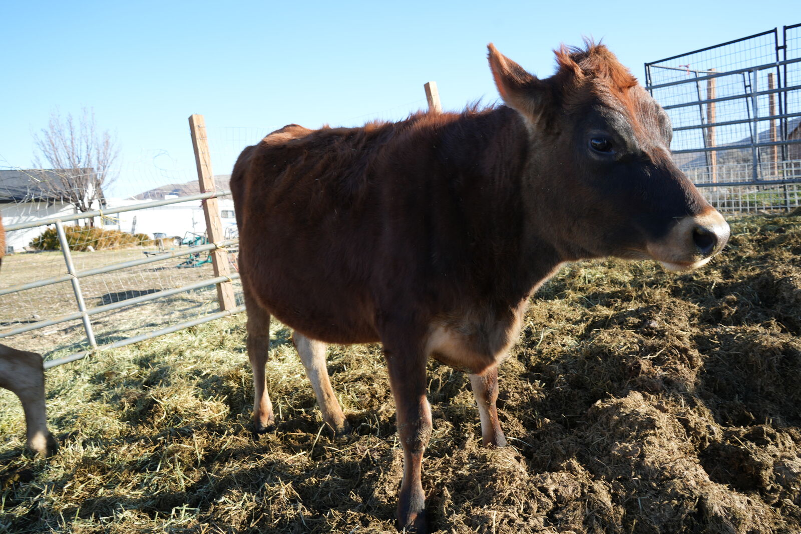 Exposed Jersy Heifer