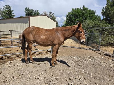 Molly Riding Mule