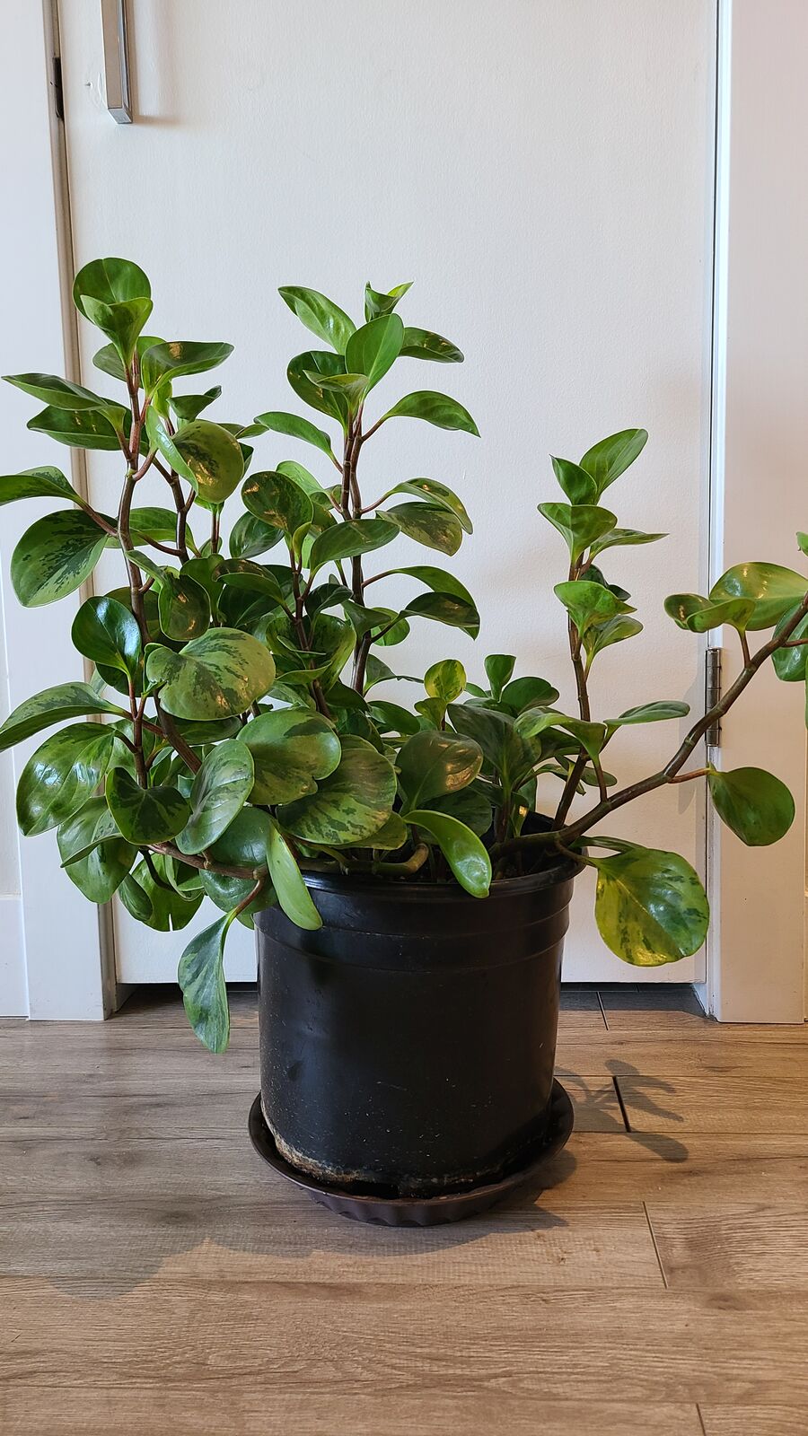 Peperomia obtusifolia