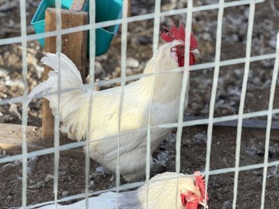 Bresse Breeding Trio