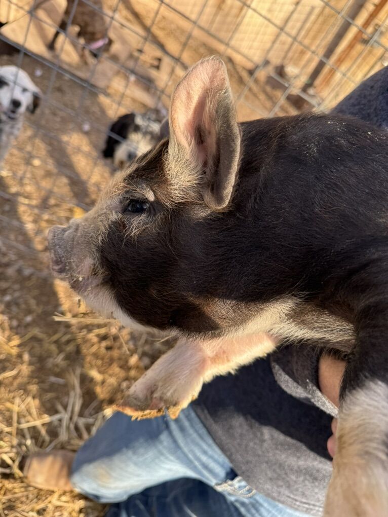 Registered IPP Breeding Boars