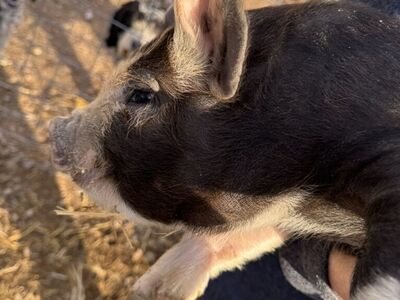 Registered IPP Breeding Boars