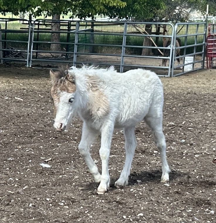 Grulla Miniature Colt