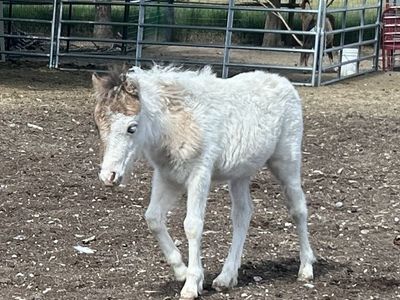 Grulla Miniature Colt