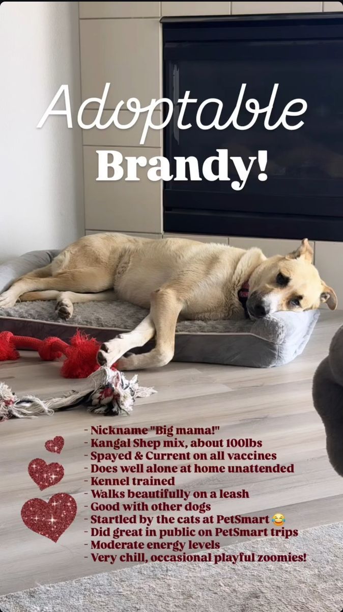 Adoptable Dogs! German Shepherd Mix, Malinois, Kangal, Husky and More!