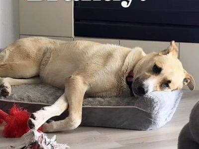 Adoptable Dogs! German Shepherd Mix, Malinois, Kangal, Husky and More!