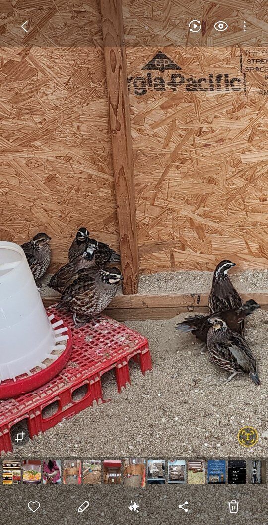 Pair Bobwhite Quail