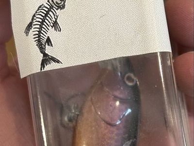 Fishing Lures