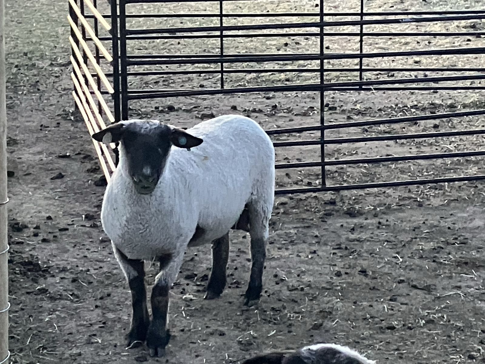 2 year old ewe