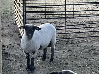 2 year old ewe