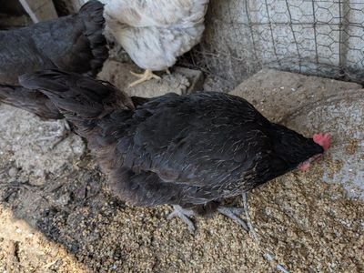 Young chickens