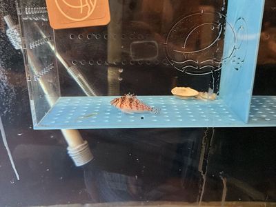 Falco Hawkfish
