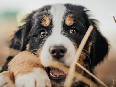 AKC BERNESE MOUNTAIN DOG PUPPIES