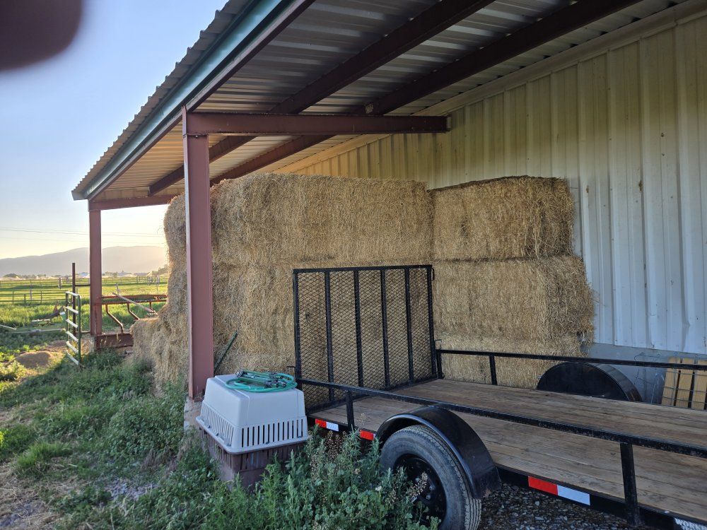 Hay  for sale