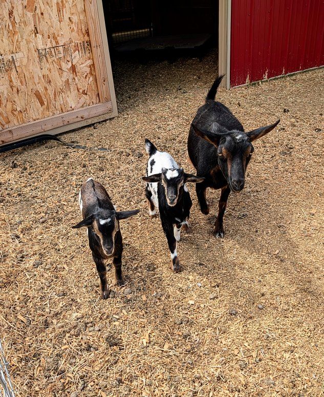 4 Silky fainting/Nigerian dwarf goats. 2 kids, 2 adults