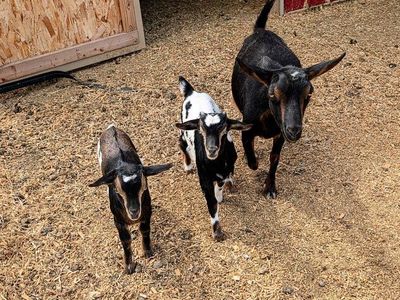 4 Silky fainting/Nigerian dwarf goats. 2 kids, 2 adults