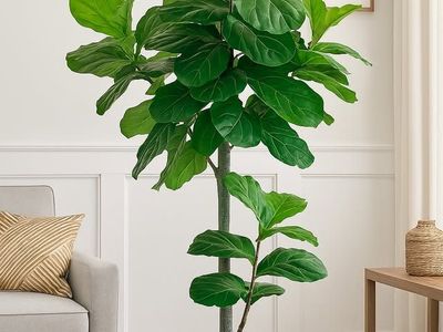 Faux 8' Fig Tree in Oversized Ceramic Pot