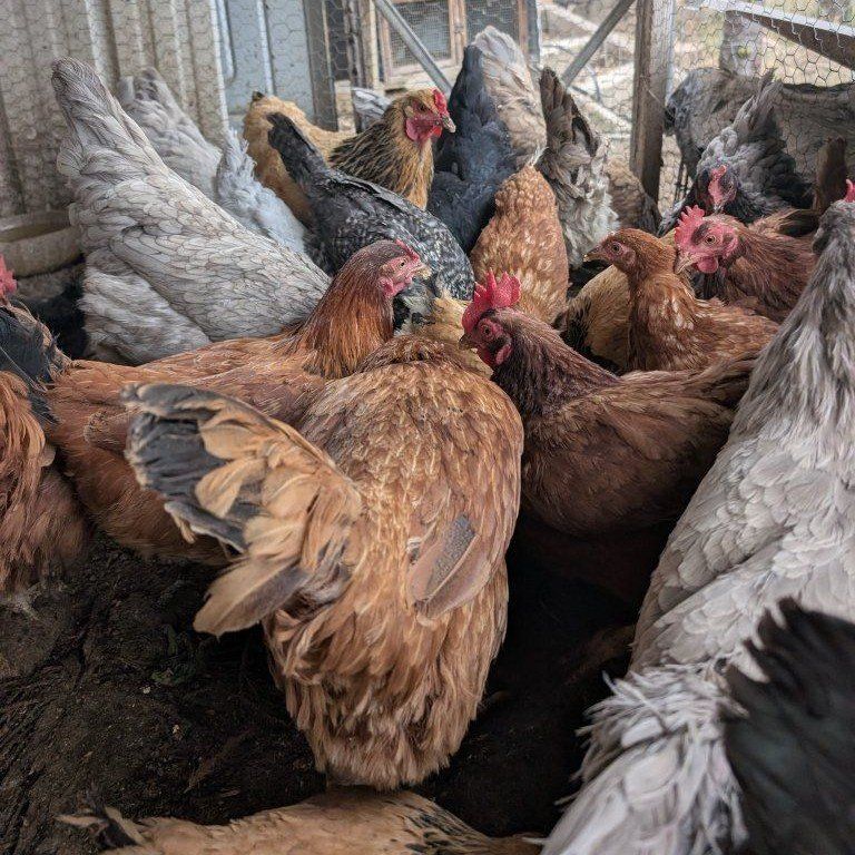Very prolific young laying chickens