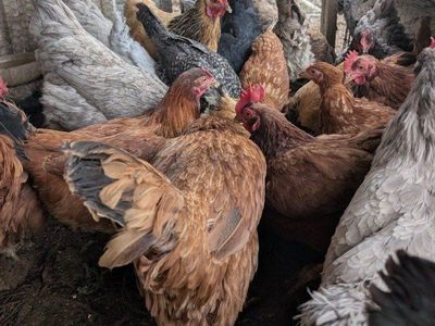 Very prolific young laying chickens