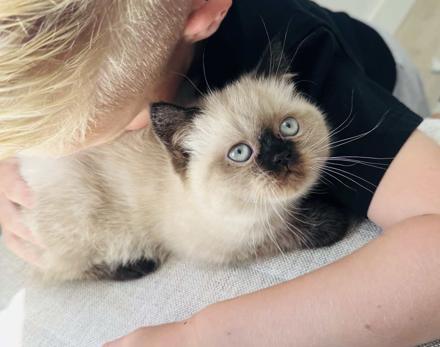 Seal Point Purebred Persian Kitten