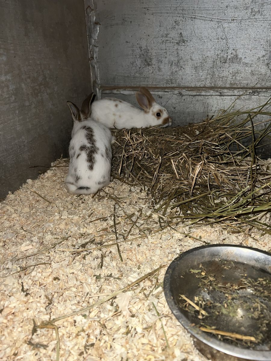 Rex bunnies, month old