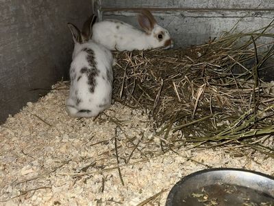 Rex bunnies, month old