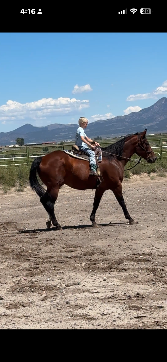 GREAT BEGINNER HORSE/KID FRIENDLY QUARTER HORSE GELDING- DELIVERY AVAILABLE FOR A FEE!