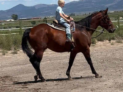 GREAT BEGINNER HORSE/KID FRIENDLY QUARTER HORSE GELDING- DELIVERY AVAILABLE FOR A FEE!