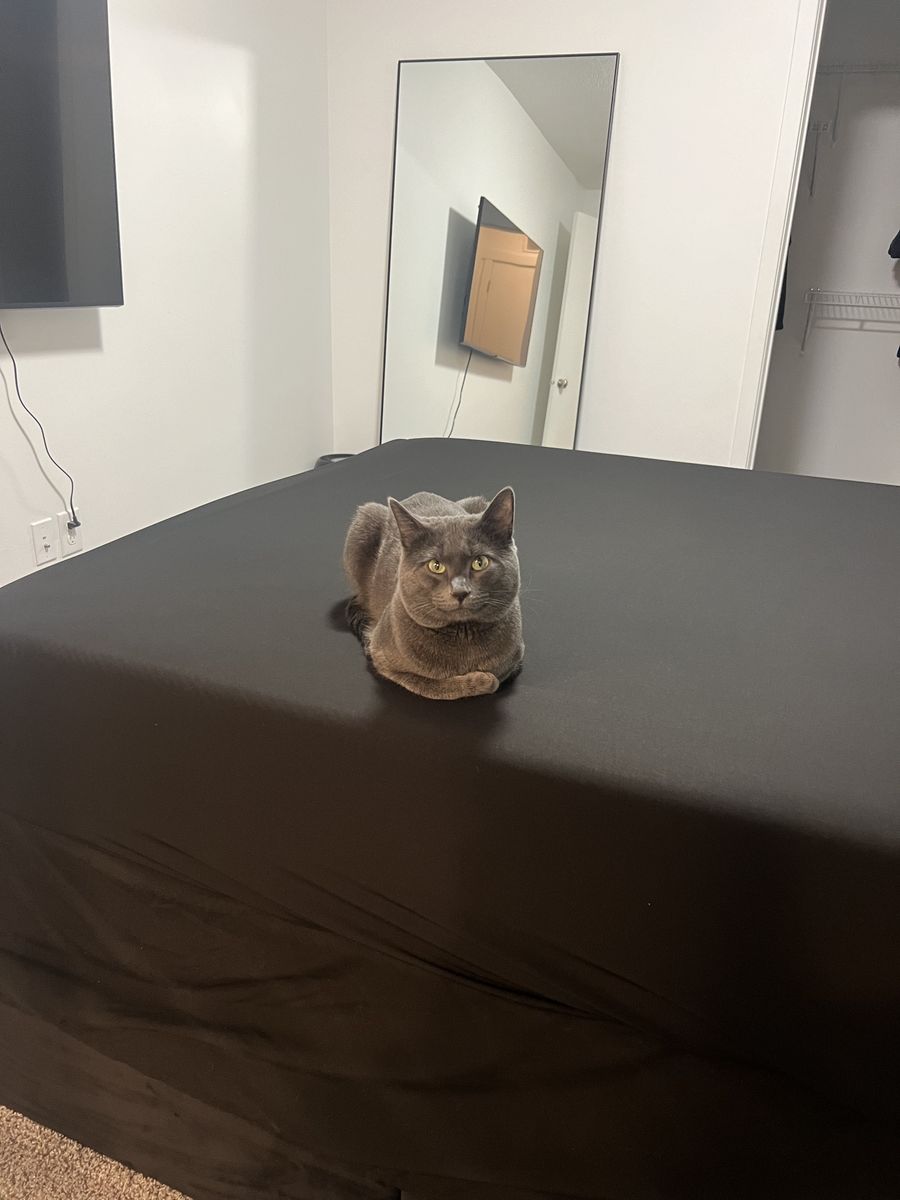 Needing short term foster for cat