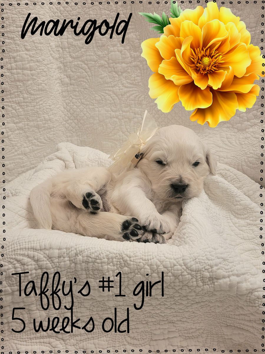 AKC European Golden Retriever Pups