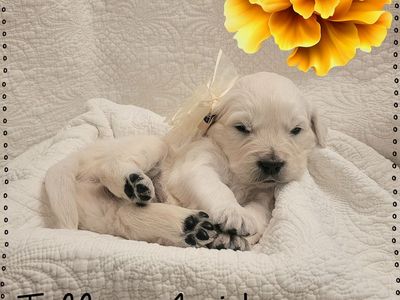 AKC European Golden Retriever Pups