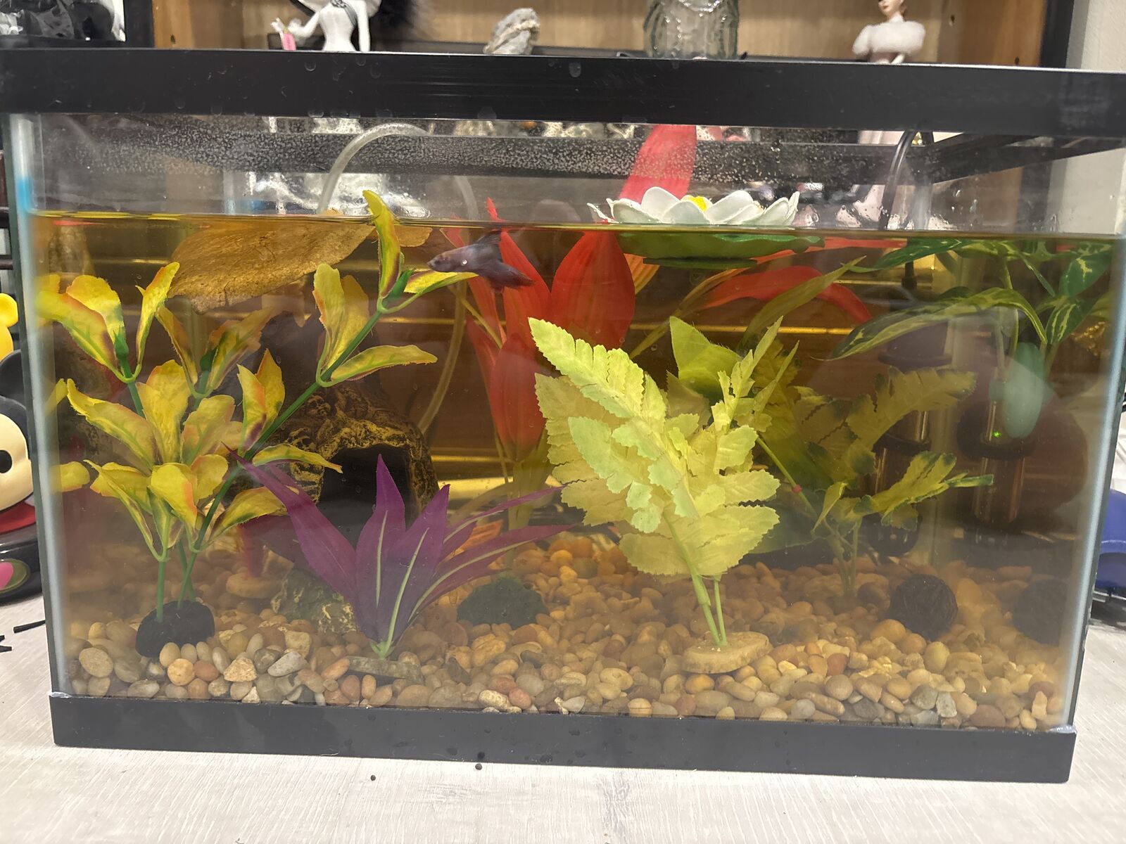 Betta needs a new home