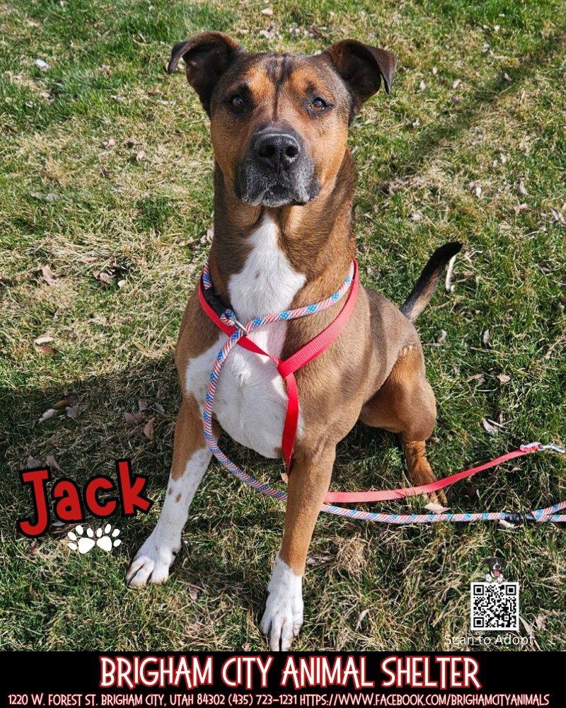 Meet Jack – Sweet Shepherd Mix Who Loves Toys
