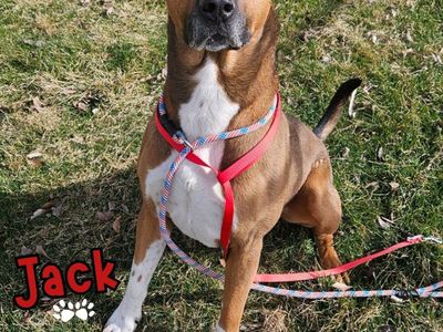 Meet Jack – Sweet Shepherd Mix Who Loves Toys