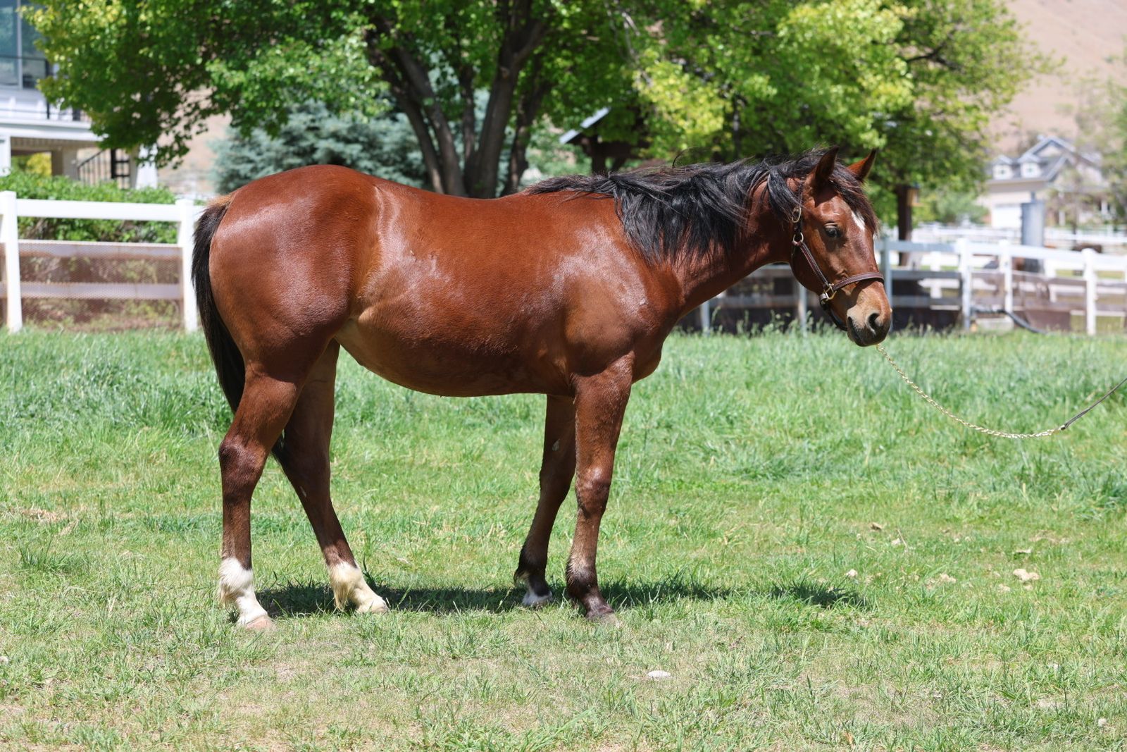 AQHA FILLY. Hottish, High Brow Cat... Riata Buckle
