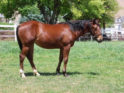 AQHA FILLY. Hottish, High Brow Cat... Riata Buckle