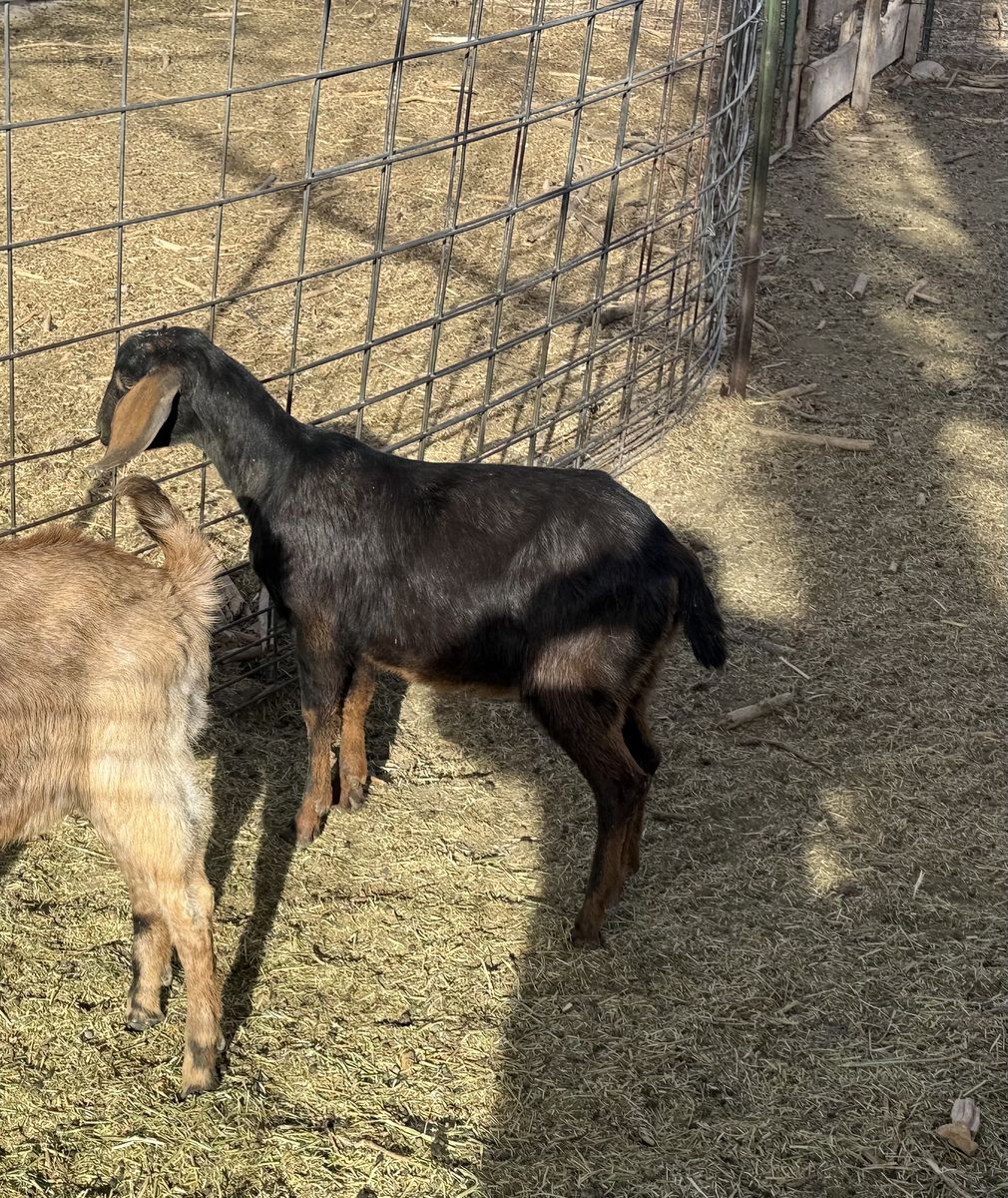 1 Nubian Buck For Sale