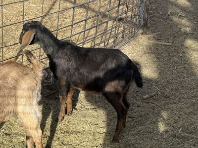 1 Nubian Buck For Sale